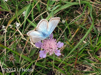 chalk-hill blue (Lysandra coridon) LJ Noble